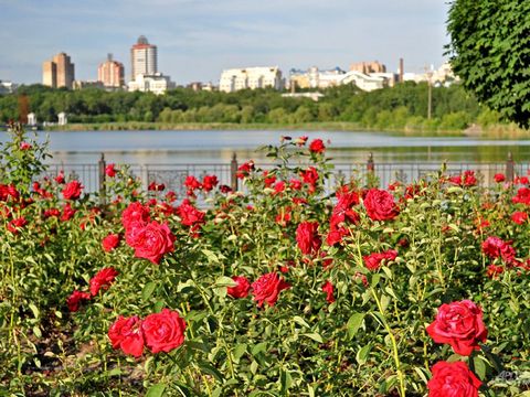 Донецк – город роз